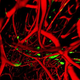 Illustration for article titled A chemical that can turn your organs transparent